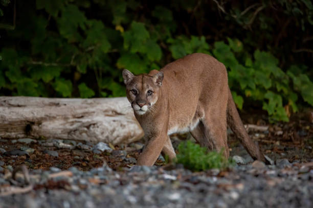 Alertan por avistamiento de puma y crías en Cadereyta