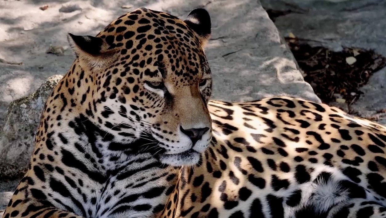 Jaguar, en peligro de extinción