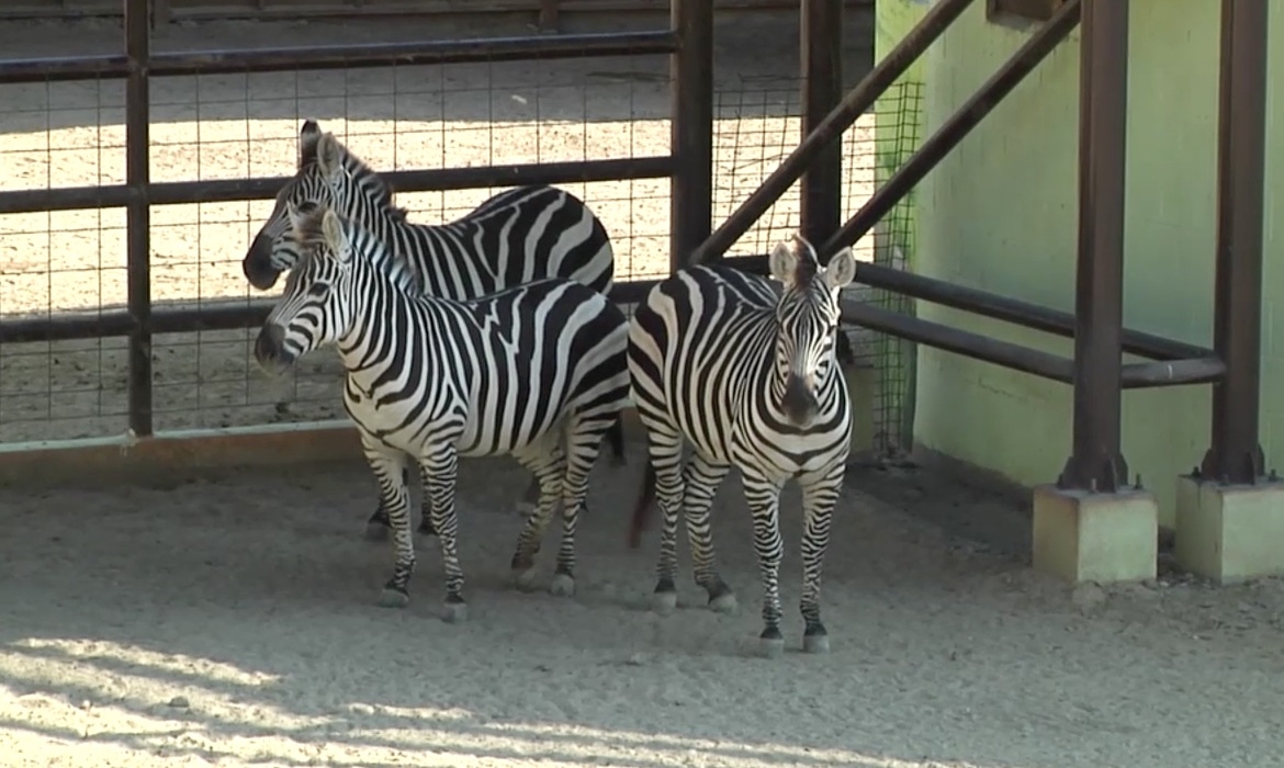 Promueven zoológico de Nuevo Laredo