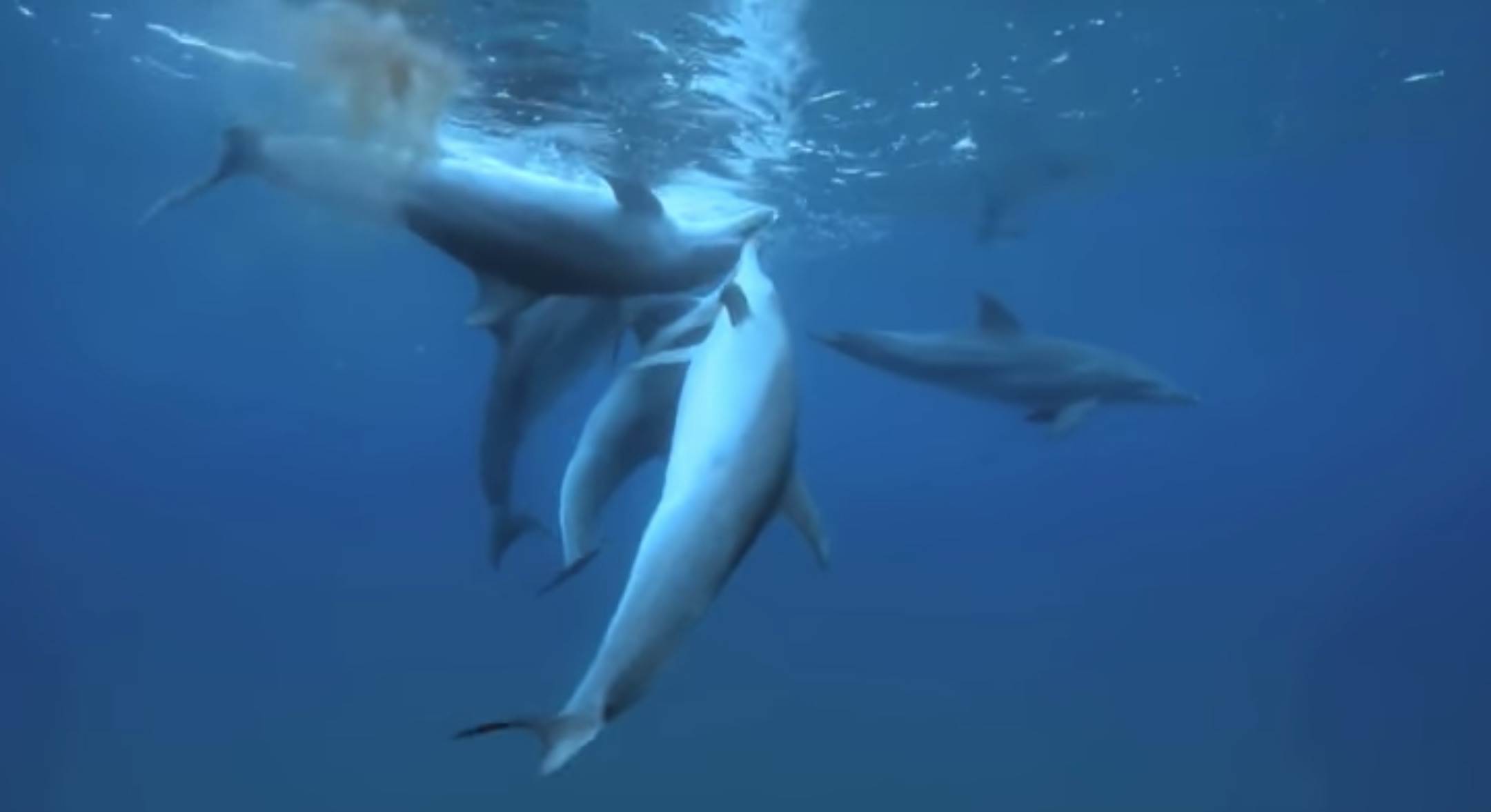 https://i.info7.mx/img/i7/2650000/2654481_delfines.jpg