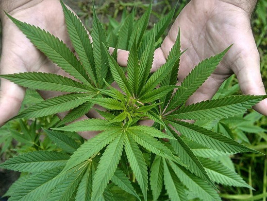 https://i.info7.mx/img/i7/330000/337452_marihuana.jpg